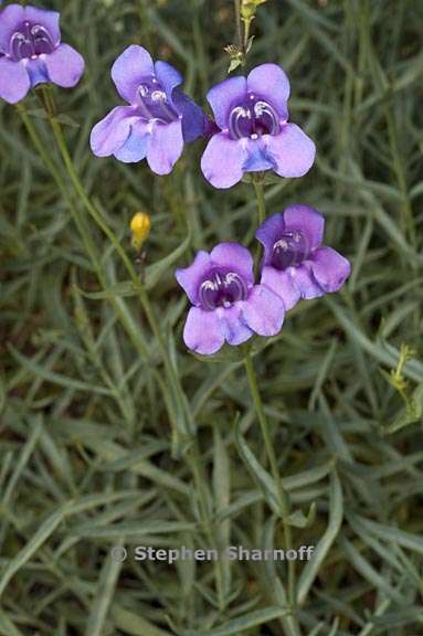 penstemon azureus var azureus 4 graphic